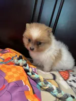 Max , a male Pomeranian for sale in Southaven, MS – 6 of 6