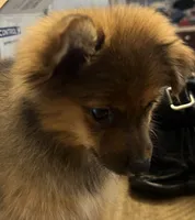 Tadpole, a male Pomeranian for sale in Southaven, MS – 3 of 5