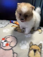 Max , a male Pomeranian for sale in Southaven, MS – 2 of 6