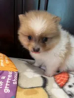 Max , a male Pomeranian for sale in Southaven, MS – 3 of 6