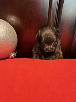 Doodle, a male Pomchi for sale in Southaven, MS – Photo 5 of 7