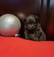 Doodle, a male Pomchi for sale in Southaven, MS – Photo 2 of 7