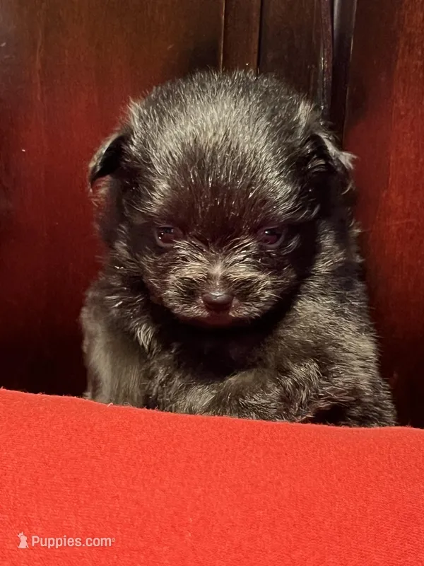 Doodle – Pomchi puppy for sale in Southaven, MS