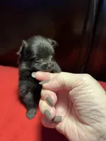 Doodle, a male Pomchi for sale in Southaven, MS – Photo 6 of 7