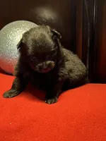 Doodle, a male Pomchi for sale in Southaven, MS – Photo 4 of 7