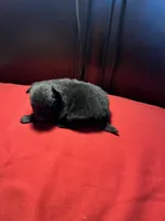 Doodle, a male Pomchi for sale in Southaven, MS – Photo 7 of 7