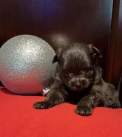 Doodle, a male Pomchi for sale in Southaven, MS – Photo 3 of 7