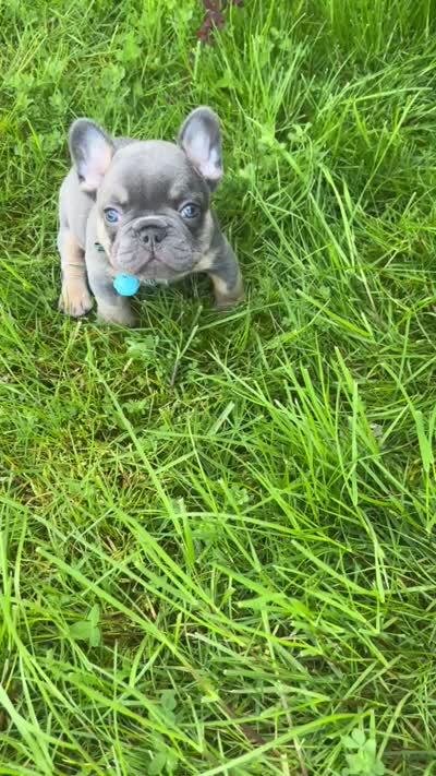 Tanky , a male French Bulldog for sale in Vancouver, WA – 5 of 8