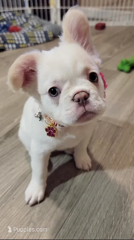 Cupcake  – French Bulldog puppy on hold in Vancouver, WA