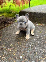 Tanky , a male French Bulldog for sale in Vancouver, WA – 7 of 8
