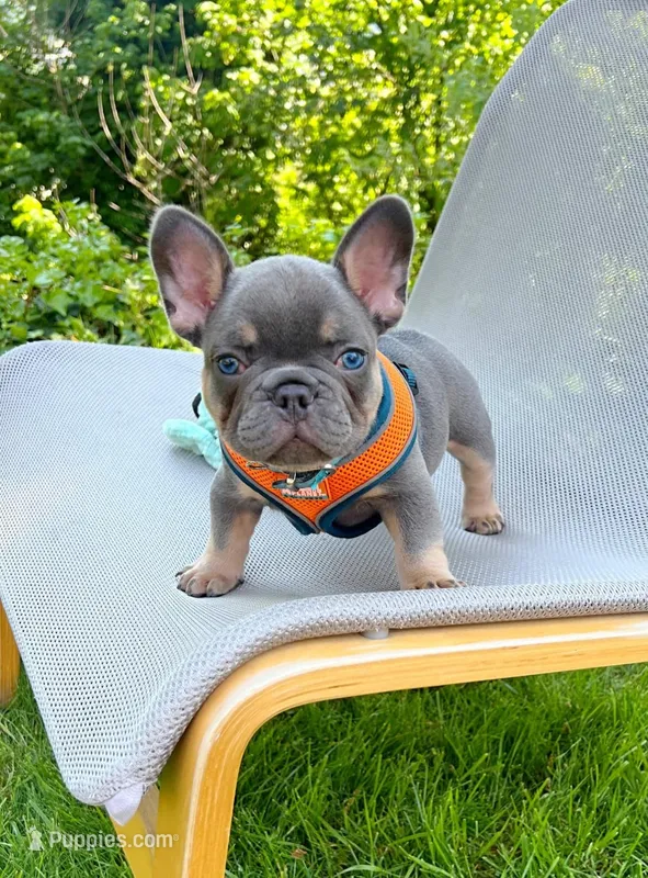 Tanky  – French Bulldog puppy for sale in Vancouver, WA