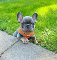 Tanky , a male French Bulldog for sale in Vancouver, WA – 2 of 8