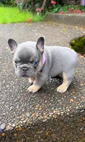 Tanky , a male French Bulldog for sale in Vancouver, WA – 8 of 8