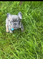 Tanky , a male French Bulldog for sale in Vancouver, WA – 4 of 8