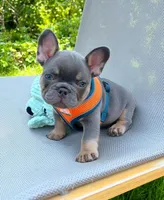 Tanky , a male French Bulldog for sale in Vancouver, WA – 3 of 8