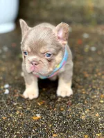 Coco Moco, a female French Bulldog for sale in Vancouver, WA – 5 of 6