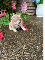 Coco Moco, a female French Bulldog for sale in Vancouver, WA – 3 of 6