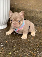Coco Moco, a female French Bulldog for sale in Vancouver, WA – 6 of 6