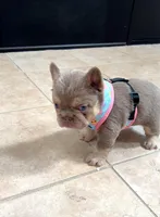 Coco Moco, a female French Bulldog for sale in Vancouver, WA – 4 of 6