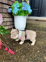 Coco Moco, a female French Bulldog for sale in Vancouver, WA – 2 of 6