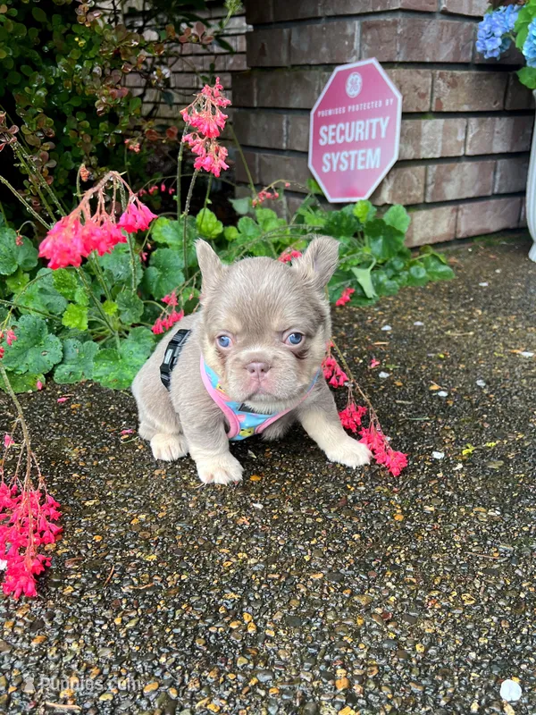 Coco Moco – French Bulldog puppy for sale in Vancouver, WA