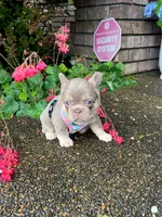 Coco Moco, a female French Bulldog for sale in Vancouver, WA – 1 of 6