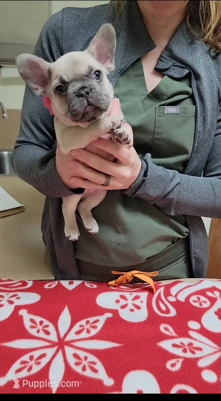 Coco Moco – French Bulldog puppy for sale in Vancouver, WA