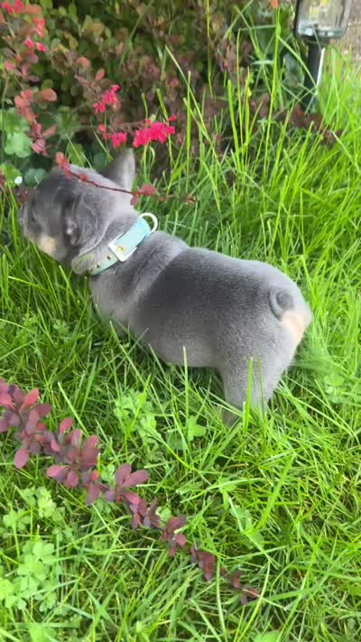 Tanky , a male French Bulldog for sale in Vancouver, WA – 6 of 8