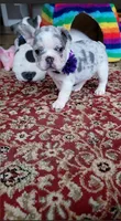 Lilly, a female French Bulldog for sale in Vancouver, WA – Photo 2 of 2