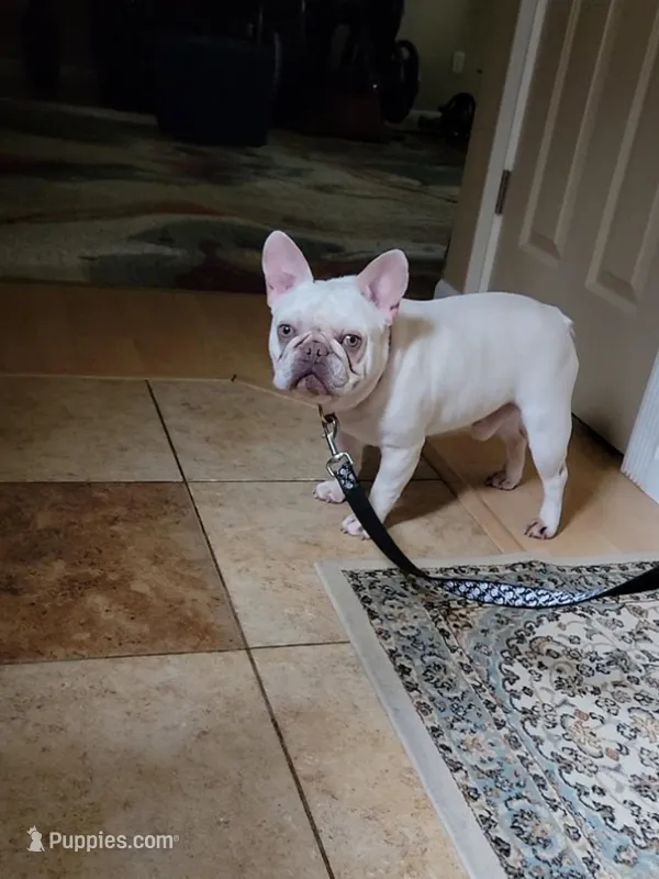 Kobe  – French Bulldog puppy for sale in Vancouver, WA