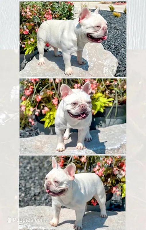Krispy Kreme  – French Bulldog puppy for sale in Vancouver, WA