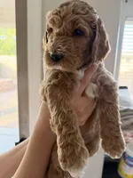 Sky, a female Goldendoodle for sale in Casa Grande, AZ – Photo 4 of 4