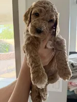 Sky, a female Goldendoodle for sale in Casa Grande, AZ – Photo 3 of 4