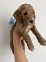 Sky, a female Goldendoodle for sale in Casa Grande, AZ – Photo 2 of 4