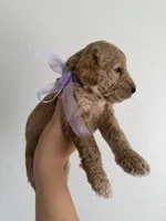 Purple, a female Goldendoodle for sale in Casa Grande, AZ – Photo 2 of 2