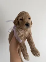 Purple, a female Goldendoodle for sale in Casa Grande, AZ – Photo 1 of 2