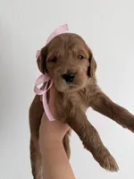Pink, a female Goldendoodle for sale in Casa Grande, AZ – Photo 1 of 2