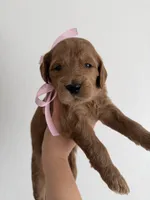 Pink, a female Goldendoodle for sale in Casa Grande, AZ – Photo 2 of 2