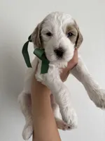 Green, a male Goldendoodle for sale in Casa Grande, AZ – Photo 1 of 3