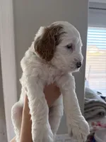 Green, a male Goldendoodle for sale in Casa Grande, AZ – Photo 3 of 3