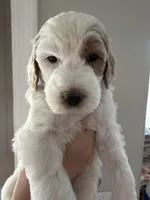 Green, a male Goldendoodle for sale in Casa Grande, AZ – Photo 2 of 3