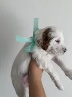 Aqua, a female Goldendoodle for sale in Casa Grande, AZ – Photo 2 of 2