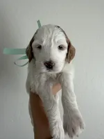 Aqua, a female Goldendoodle for sale in Casa Grande, AZ – Photo 1 of 2