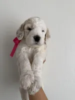 Hot pink, a female Goldendoodle for sale in Casa Grande, AZ – Photo 1 of 3