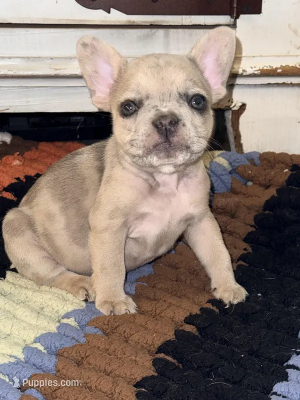 Daisy  – French Bulldog puppy for sale in Hugo, OK
