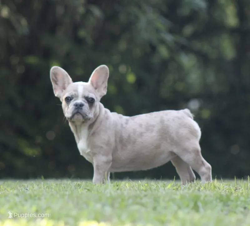 Millie – French Bulldog puppy for sale in Hugo, OK