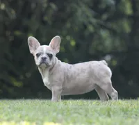 Millie, a female French Bulldog for sale in Hugo, OK – 1 of 4