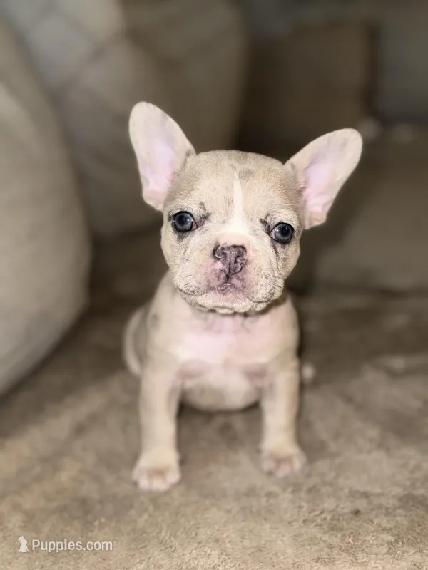 Rainy – French Bulldog puppy for sale in Hugo, OK