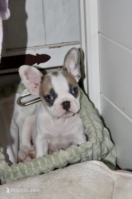 Spot – French Bulldog puppy for sale in Hugo, OK
