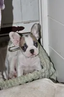 Spot, a male French Bulldog for sale in Hugo, OK – 1 of 1